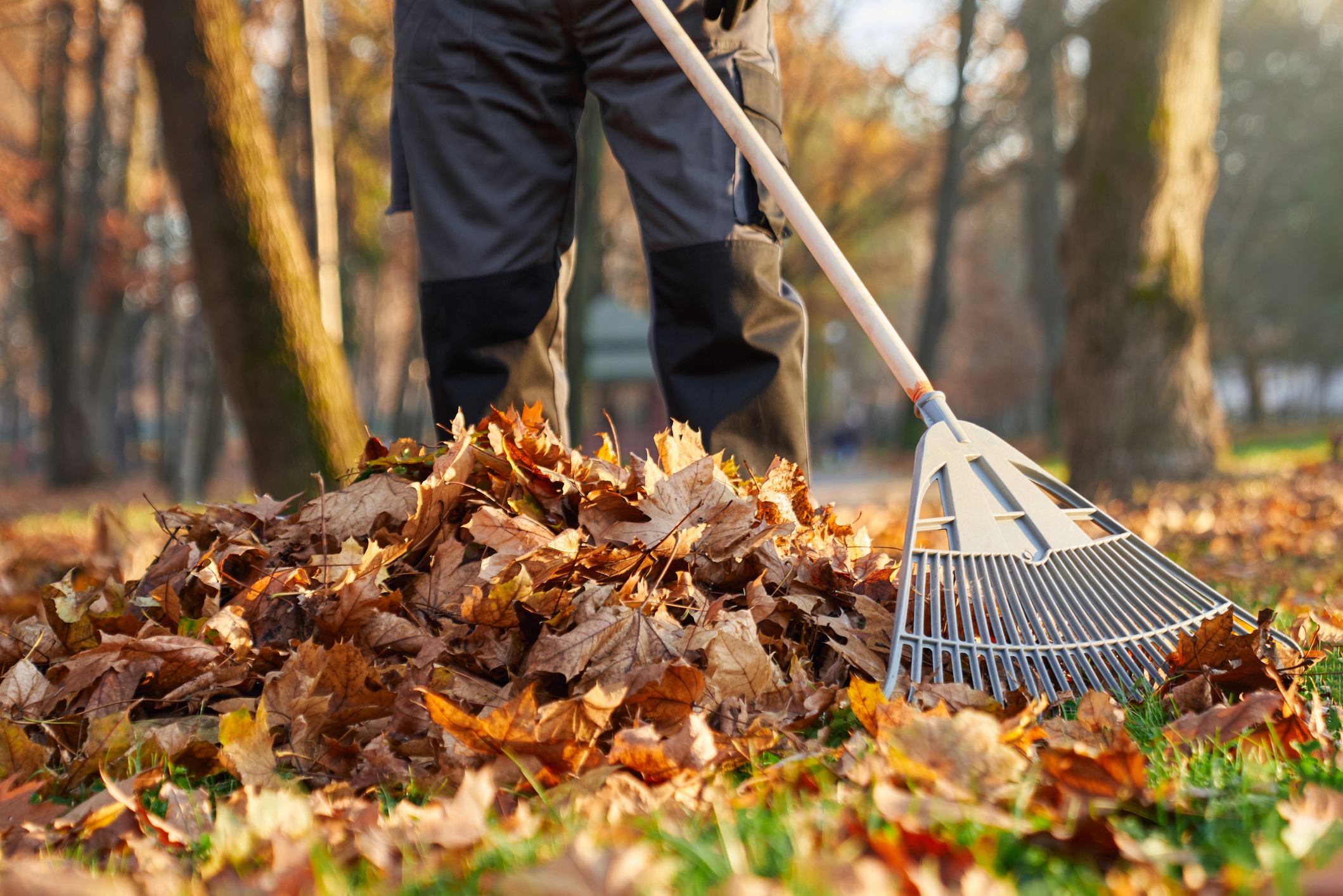 Seasonal Cleanup